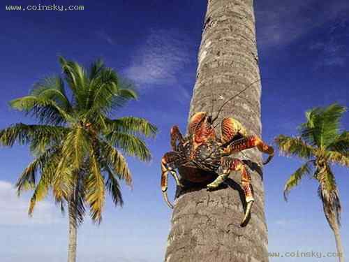 塞舌尔蓝鸽 Blue Pigeon