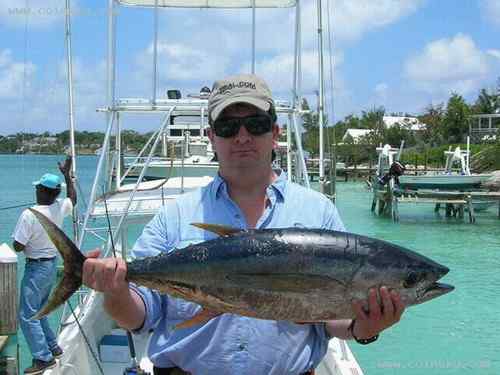 塞舌尔褐鹈鹕、天使鱼