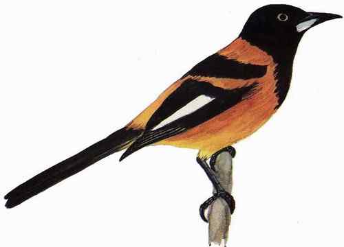 荷属安的列斯盾——拟黄鹂