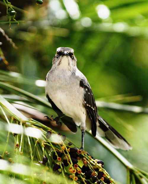 荷属安的列斯盾——热带小嘲鸫（dōng）