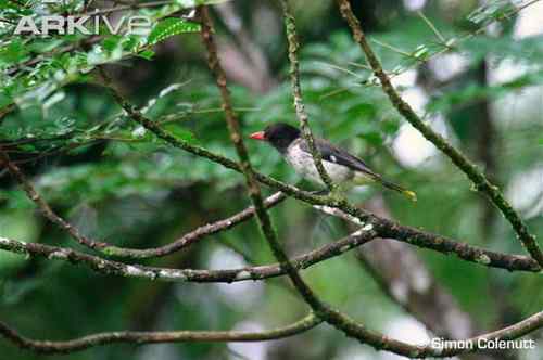 圣多美和普林西比20000多布拉——圣多美金莺