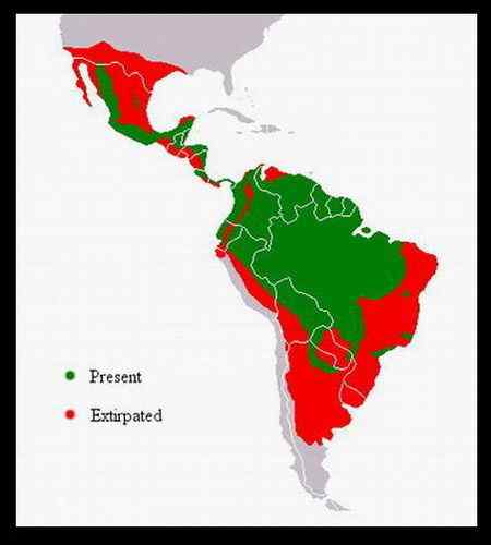 哥斯达黎加科郎——美洲豹和巨嘴鸟