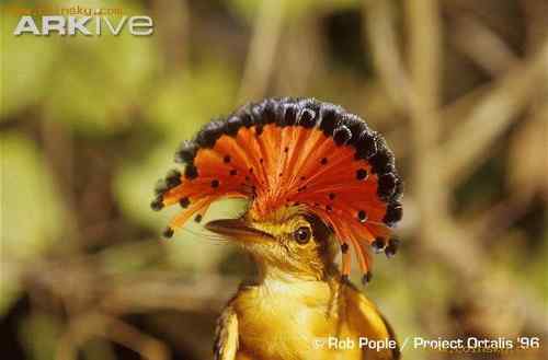 苏里南王霸鹟 Royal Flycatcher