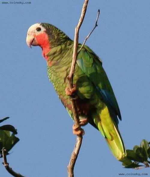 巴哈马——古巴亚马逊鹦哥  Cuban Parrot 