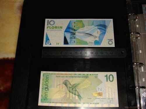 荷属安的列斯盾——紫喉蜂鸟