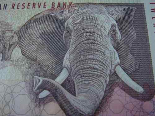 南非兰特——非洲象