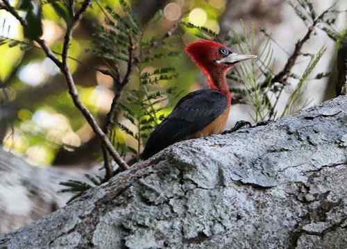 红颈啄木鸟 Red necked Woodpecker