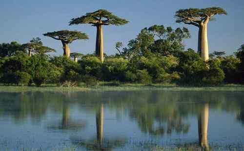 马达加斯加法郎上面的动植物