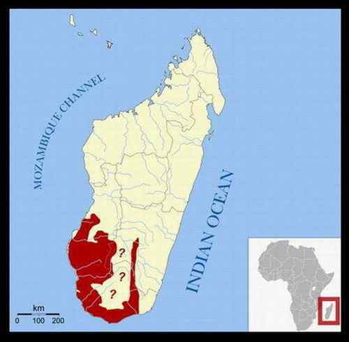 马达加斯加法郎上面的动植物