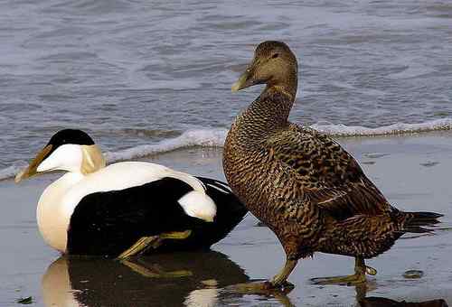 丹麦克郎——绒鸭