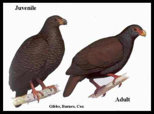 萨摩亚塔拉——萨摩亚鸽