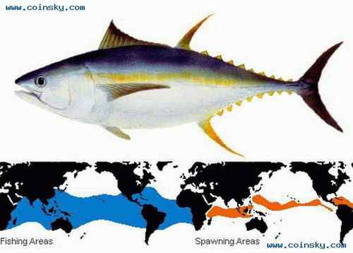 塞舌尔褐鹈鹕、天使鱼