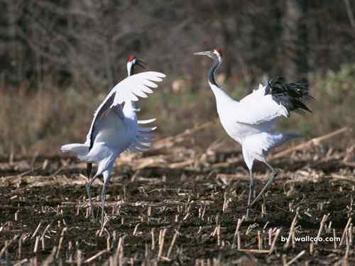 日本日元——丹顶鹤