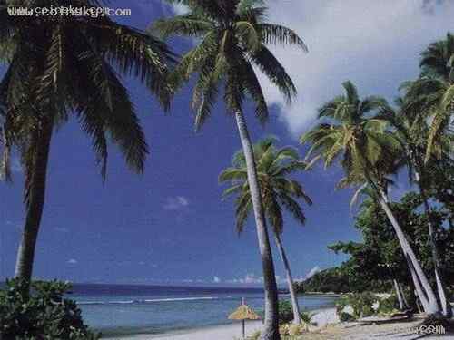 塞舌尔白燕鸥  Fairy Terns 