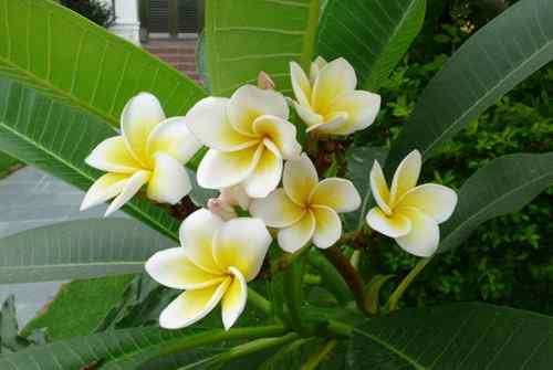 长尾隐蜂鸟 Eastern Long tailed Hermit