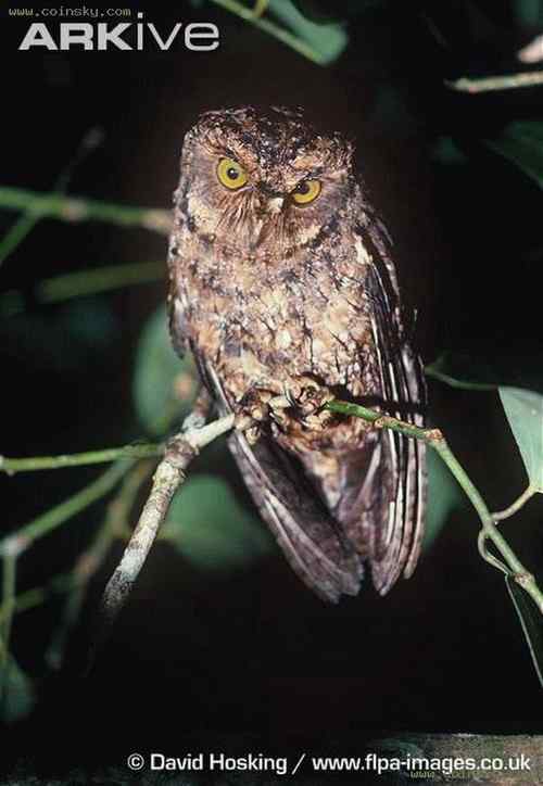 塞舌尔500卢比上面的动、植物