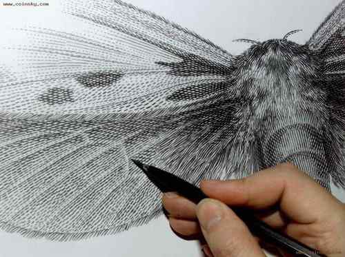 世界纸币协会的动物版纸币 世界纸币协会的动物版纸币