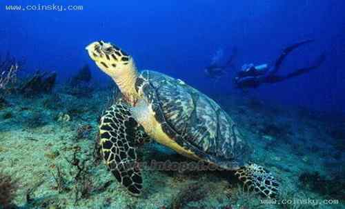 塞舌尔白燕鸥  Fairy Terns 