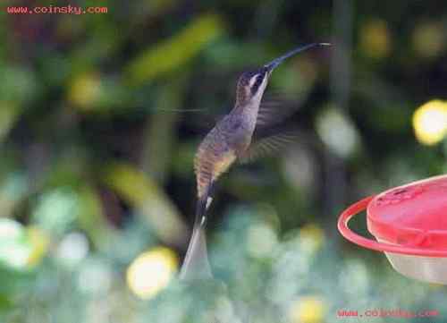 长尾隐蜂鸟 Eastern Long tailed Hermit
