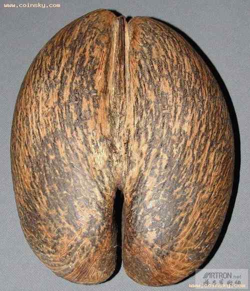 塞舌尔500卢比上面的动、植物