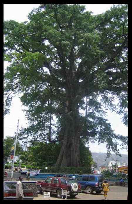 塞拉利昂10000利昂——和平鸽与棉花树