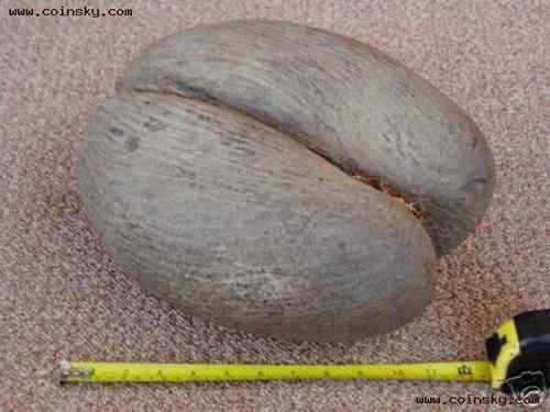 塞舌尔500卢比上面的动、植物