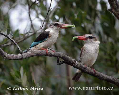 圣多美和普林西比50000多布拉——黑翅翠鸟