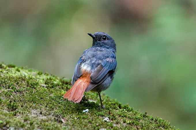 【鸟类介绍】红尾水鸲(hong wei shui qu)-63
