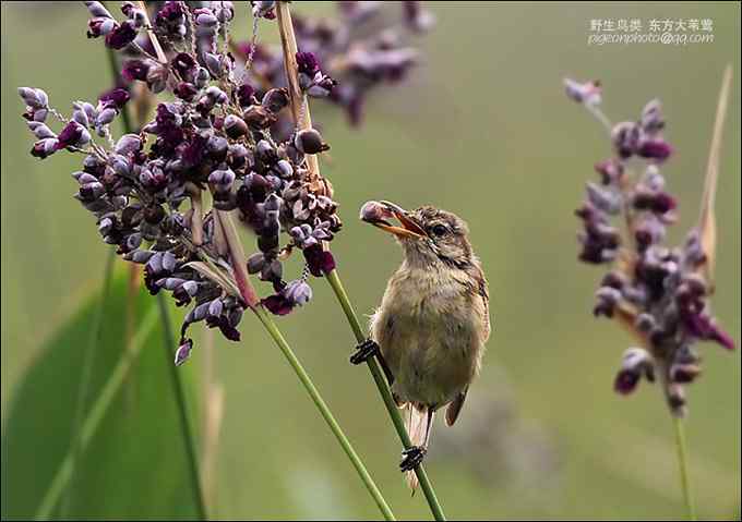 【鸟类介绍】东方大苇莺(dong fang da wei ying) 140