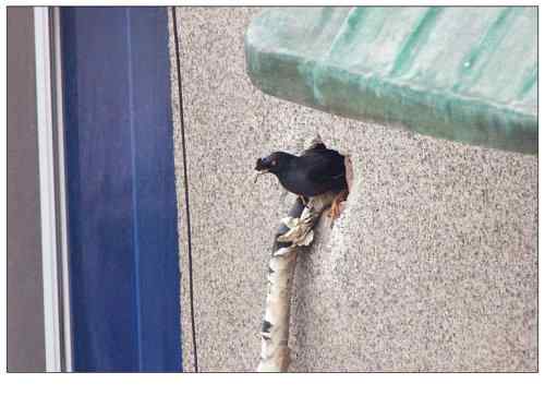 【鸟类介绍】八哥(ba ge) 106