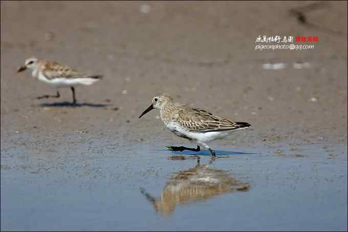 【鸟类介绍】黑腹滨鹬（hei fu bin yu） 128