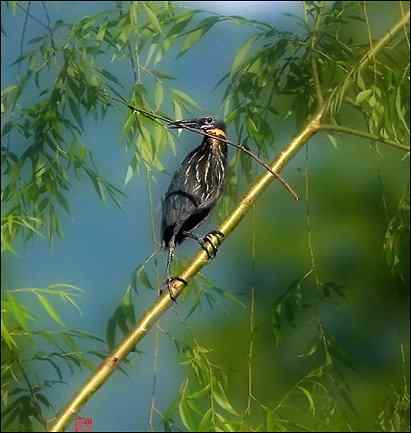 【鸟类介绍】黑鳽(hei jian)-53