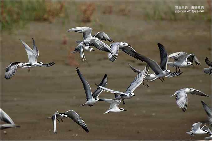 【鸟类介绍】白额燕鸥(bai e yan ou) 134