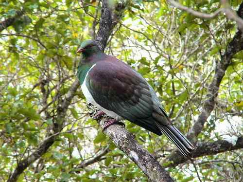 新西兰新西兰鸠 新西兰新西兰鸠