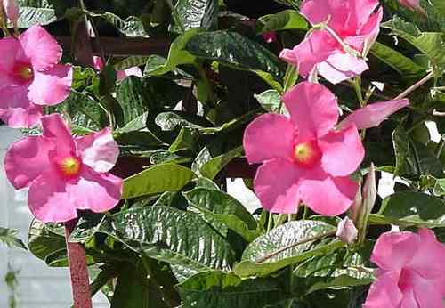 苏里南圭亚那动冠伞鸟 Guianan Cock of the rock