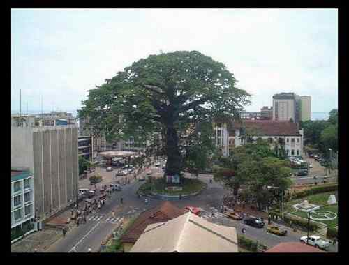 塞拉利昂10000利昂——和平鸽与棉花树