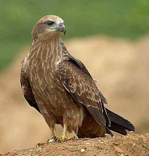 新加坡栗鸢（yuān）