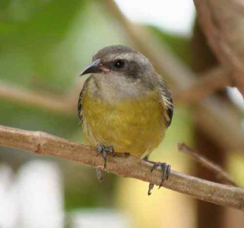 荷属安的列斯盾——蕉森莺 荷属安的列斯盾——蕉森莺