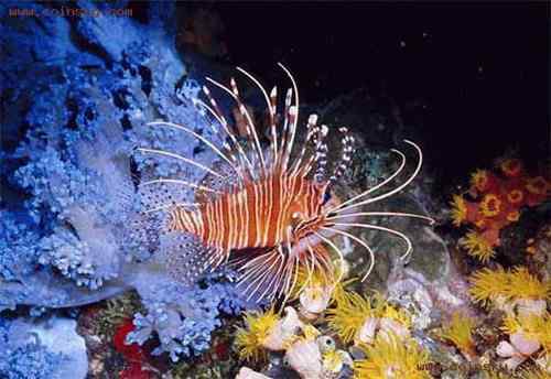 塞舌尔蓝鸽 Blue Pigeon