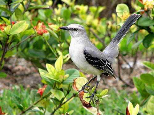 荷属安的列斯盾——热带小嘲鸫（dōng）