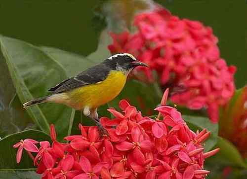 荷属安的列斯盾——蕉森莺 荷属安的列斯盾——蕉森莺