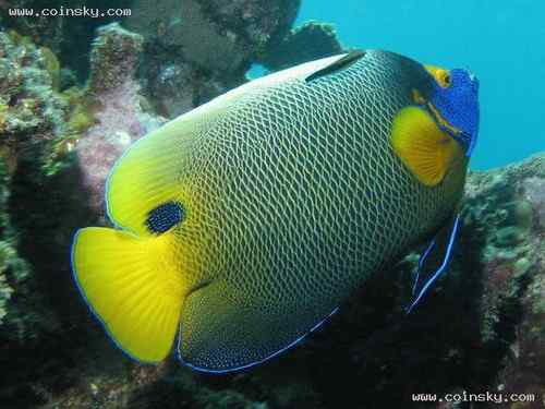 塞舌尔褐鹈鹕、天使鱼