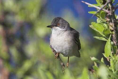 塞浦路斯10镑纸币上面的动植物 塞浦路斯10镑纸币上面的动植物