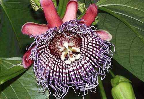 红颈啄木鸟 Red necked Woodpecker