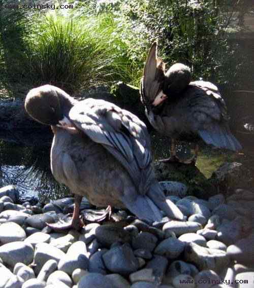 山蓝鸭  Hymenolaimus malacorhynchos