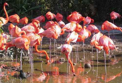 荷属安的列斯盾——美洲火烈鸟