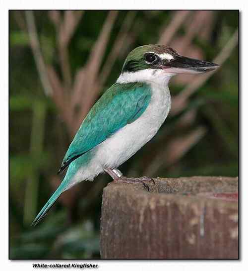 新加坡白领翡翠