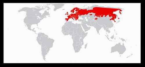 丹麦克郎——红松鼠 丹麦克郎——红松鼠