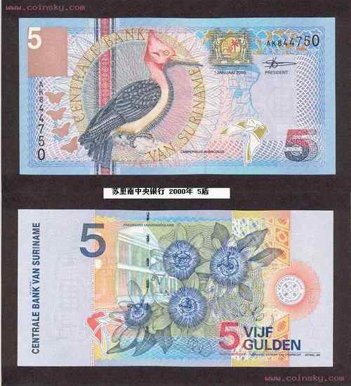 红颈啄木鸟 Red-necked Woodpecker