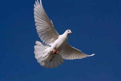 塞拉利昂10000利昂——和平鸽与棉花树